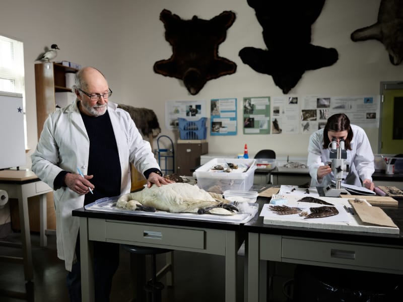 A researcher in a lab coat examines a bird on a table while another researcher looks into a microscope