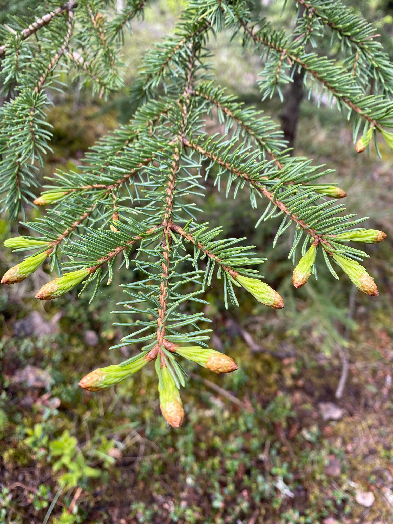 Spruce Tips