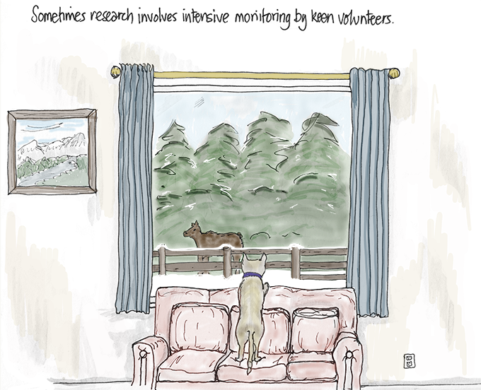 Hand-drawn illustration with text saying "Sometimes research involves intensive monitoring by keen volunteers." The illustration shows a back view of a small dog standing on a couch, looking out of a large picture window, and intently watching a caribous beyond the yard fence.