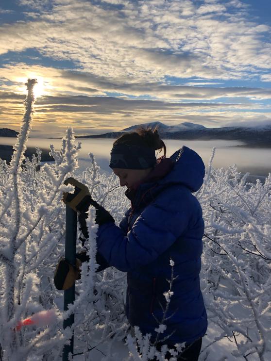 A researcher working outdoors in the winter in the midst of frosted trees