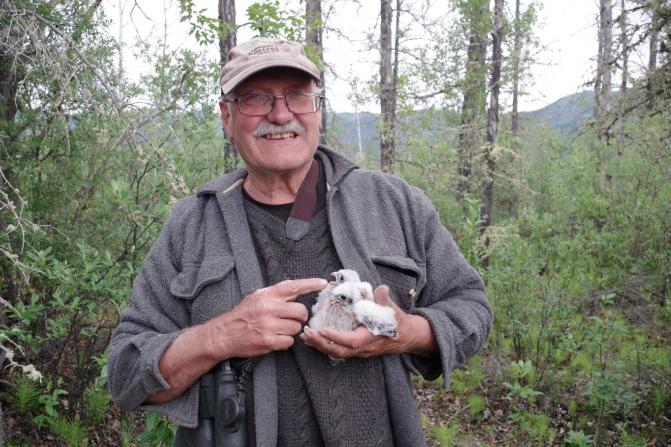 Dave monitors kestrel nestlings in the Whitehorse area.