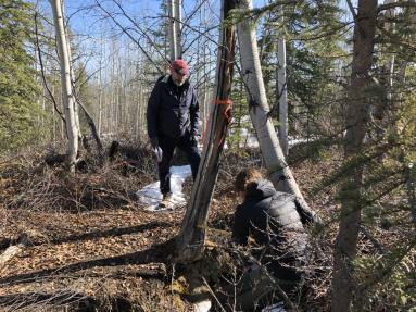 Researchers measure split trees to monitor permafrost thaw