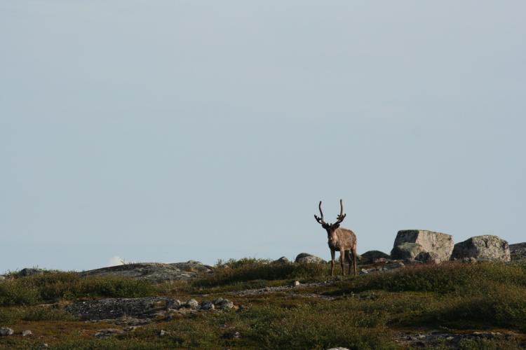 caribou