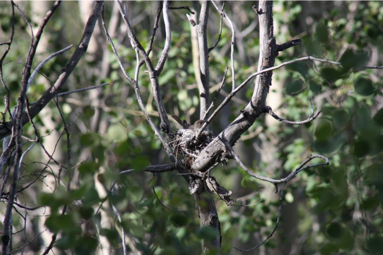 photo of bird