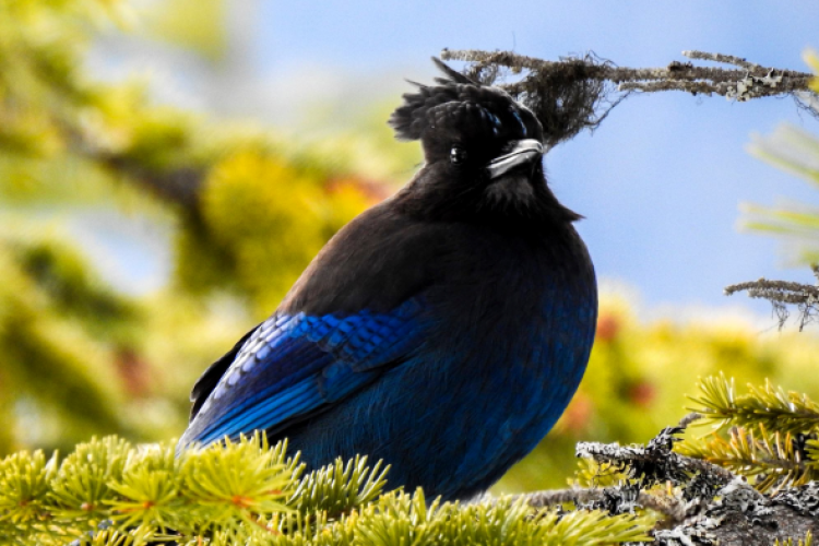 A Stellar's Jay, black head with blue wings, perched on a tree branch
