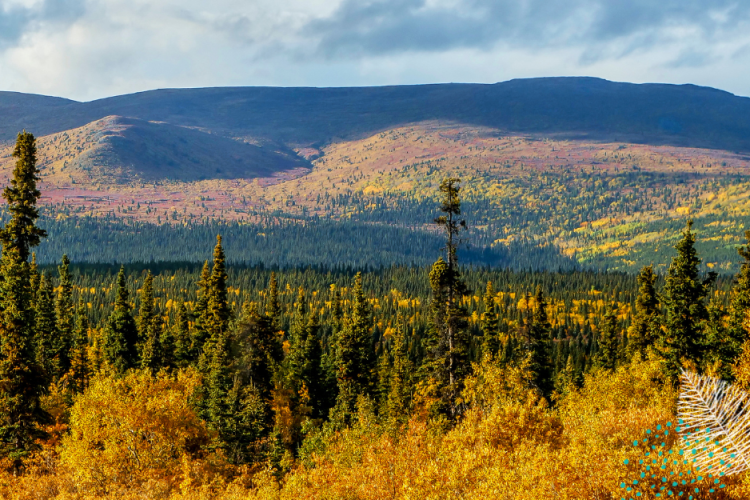 Yukon autumn landscape