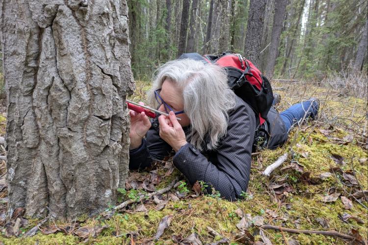 Dr. Katie Aitken inspecting a tree