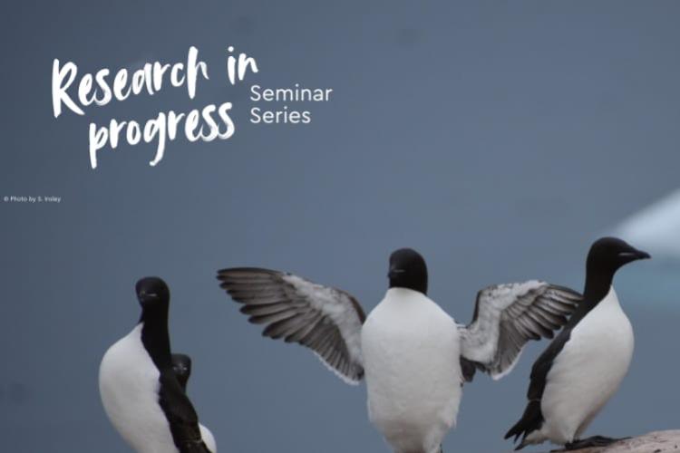 Three white and black birds standing on the ground, one with its wings spread