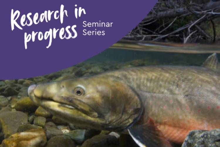 Trout in a river with a text overlay reading "Research in progress Seminar Series"