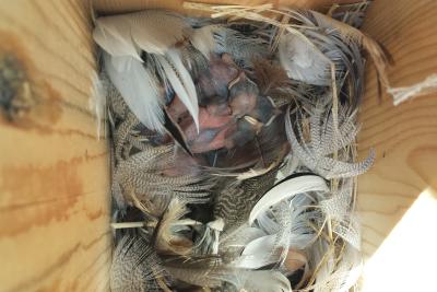 Tree swallow nestlings in a monitored nest box in the Whitehorse area