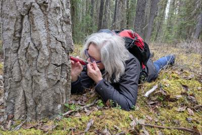 Dr. Katie Aitken inspecting a tree